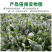 雅菠104菠菜种子耐抽苔耐热叶色深绿叶片圆叶面光滑