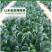 雅菠104菠菜种子耐抽苔耐热叶色深绿叶片圆叶面光滑