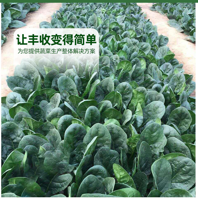 雅菠104菠菜种子耐抽苔耐热叶色深绿叶片圆叶面光滑