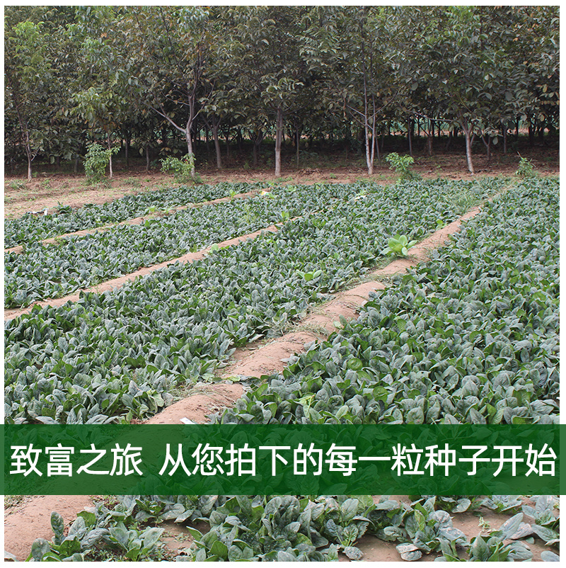 雅菠104菠菜种子耐抽苔耐热叶色深绿叶片圆叶面光滑