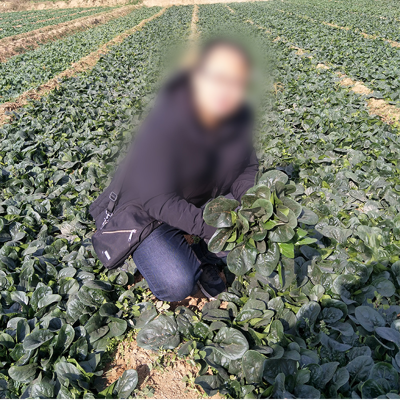 雅菠104菠菜种子耐抽苔耐热叶色深绿叶片圆叶面光滑
