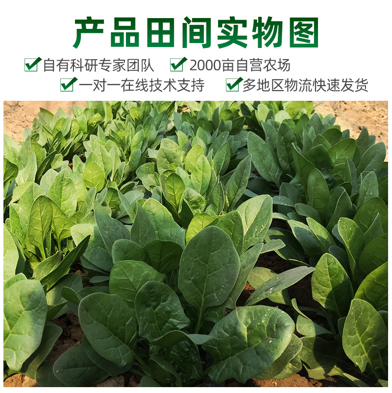 【厂家直销】菠菜种子长速快株型直立易捆扎