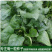 【厂家直销】菠菜种子长速快株型直立易捆扎