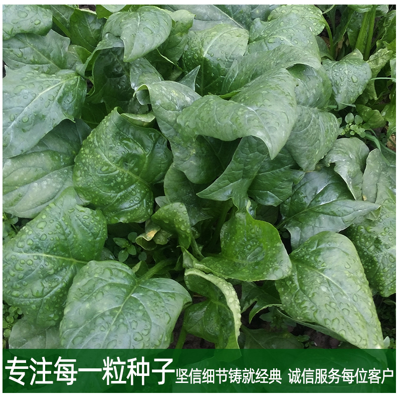 【厂家直销】菠菜种子长速快株型直立易捆扎