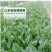 【厂家直销】菠菜种子长速快株型直立易捆扎