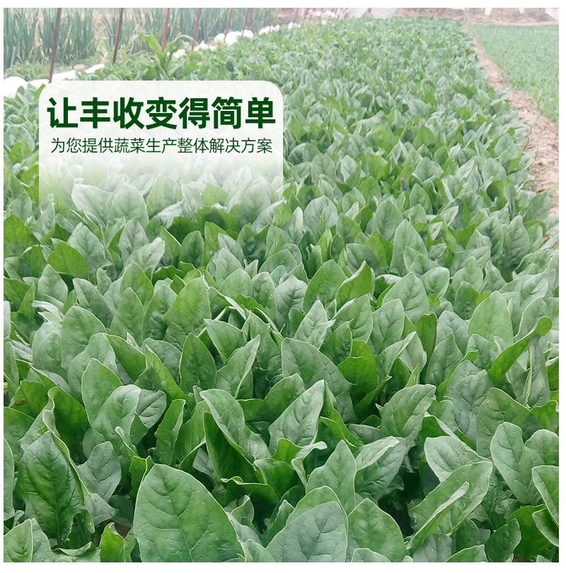 【厂家直销】菠菜种子长速快株型直立易捆扎