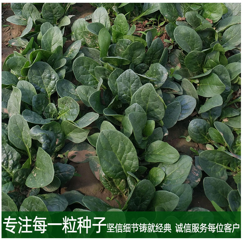 菠菜种子株型直立易捆扎叶片圆形肉厚光滑油亮叶色绿
