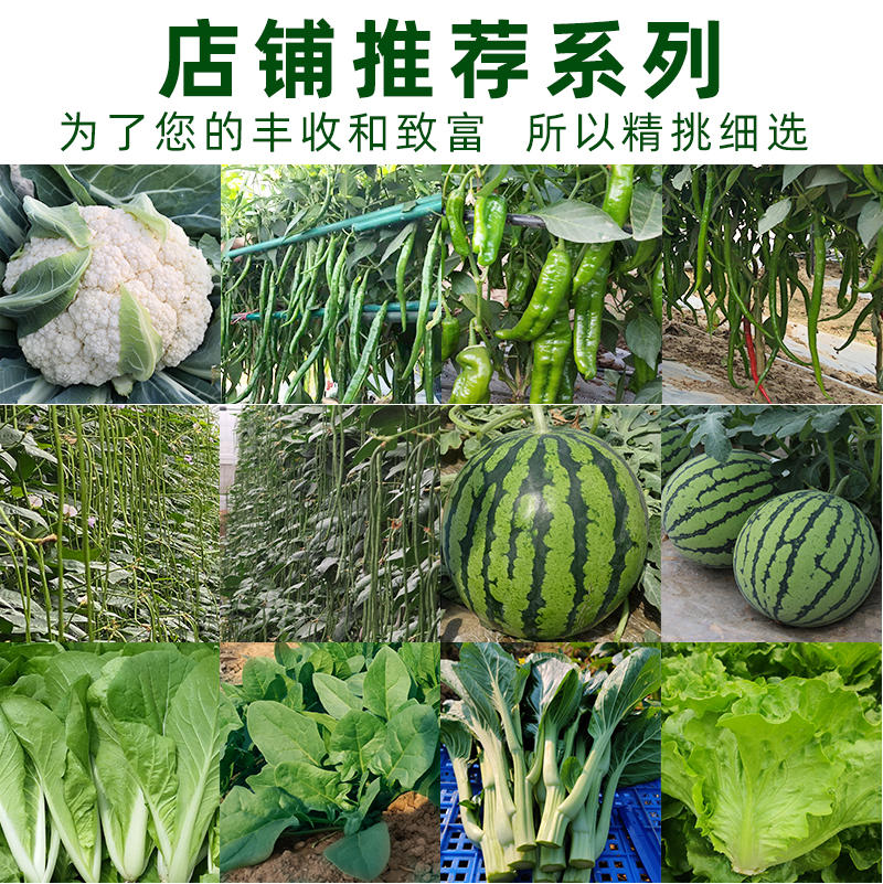 菠菜种子株型直立易捆扎叶片圆形肉厚光滑油亮叶色绿