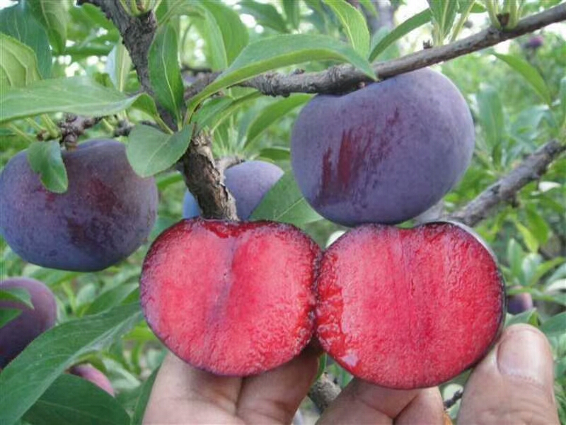 李子果园健康果实图