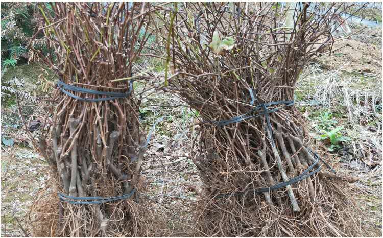 春季进行克伦生葡萄苗木定植,株距合理,覆膜保温保湿 克伦生葡萄苗木定植现场图