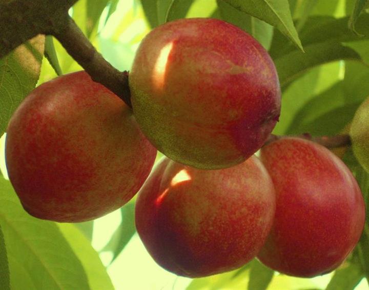 成熟的中油二十二油桃挂满枝头,果面红润饱满,阳光透过叶片洒在果实上,展现丰收景象 中油二十二油桃成熟果实展示图