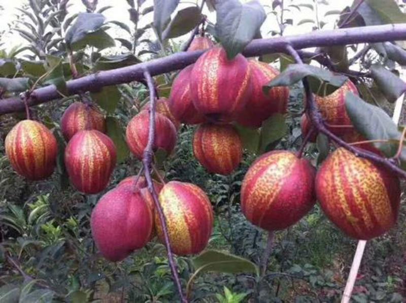 【梨树苗】品种齐全（早酥红/金果/丑梨）提供种植技术