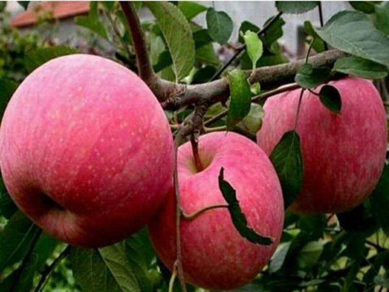 嫁接冰糖心苹果树苗南北方种植当年结果现挖现卖