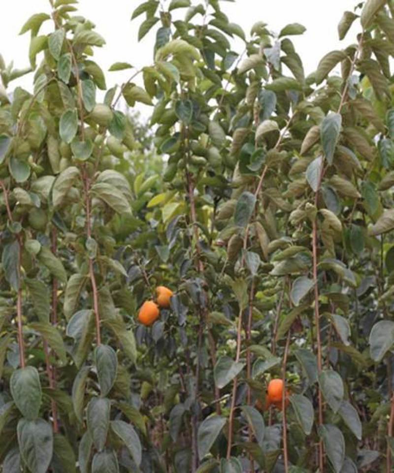 基地直供柿子苗适合南北方种植的树苗成活率高多品种可选