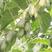 软枣猕猴桃苗猕猴桃苗基地直销包版本包结果南北方种植