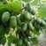 软枣猕猴桃苗猕猴桃苗基地直销包版本包结果南北方种植