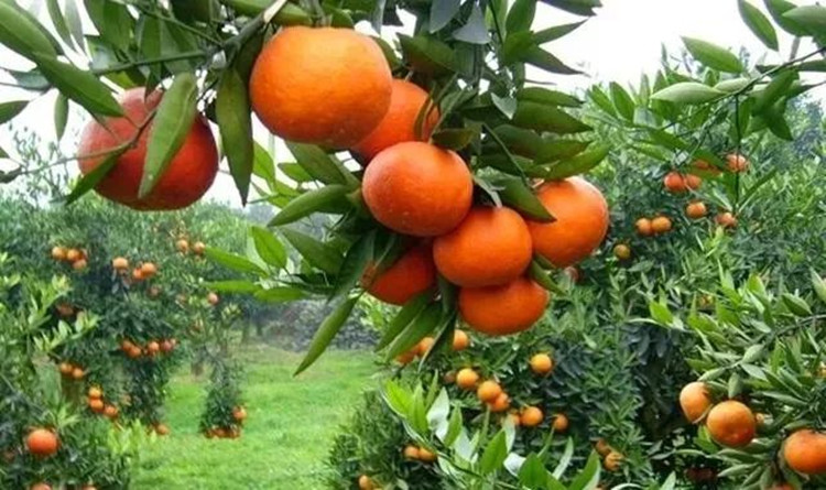 金桔甜橙果园实景图