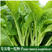 菜苔菜心种子及早熟侧苔萌芽快耐热抗寒分枝能力强叶片黄绿