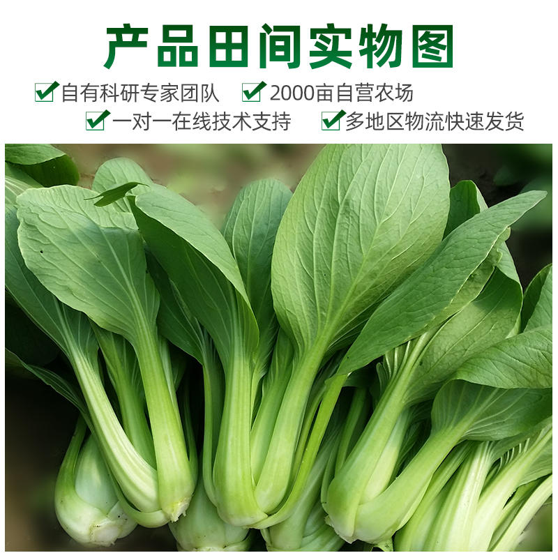 青菜种子紧凑直立叶色翠绿发亮叶面光滑上海青小油菜种子