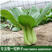 青菜种子紧凑直立叶色翠绿发亮叶面光滑上海青小油菜种子