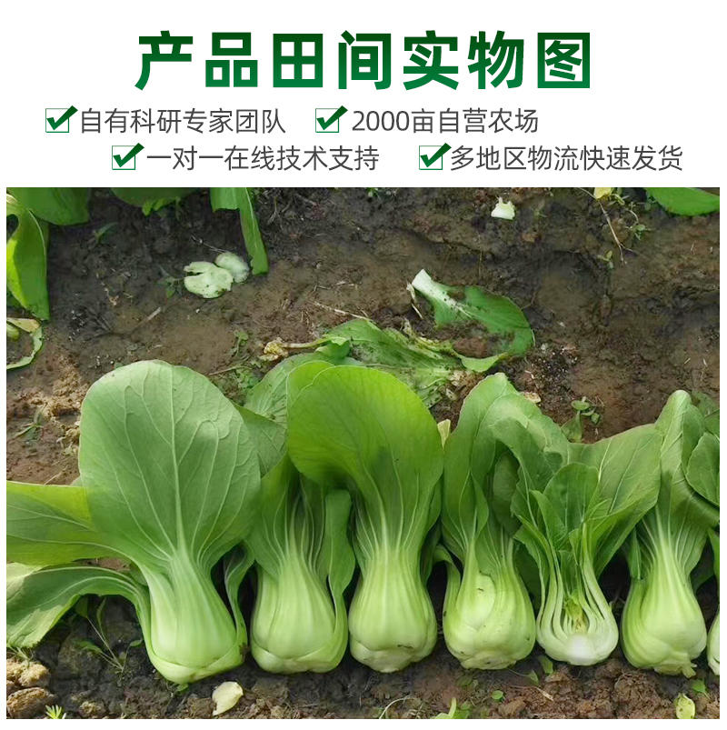 青菜种子青梗菜种子上海青种子鸡毛菜种子蔬菜种子