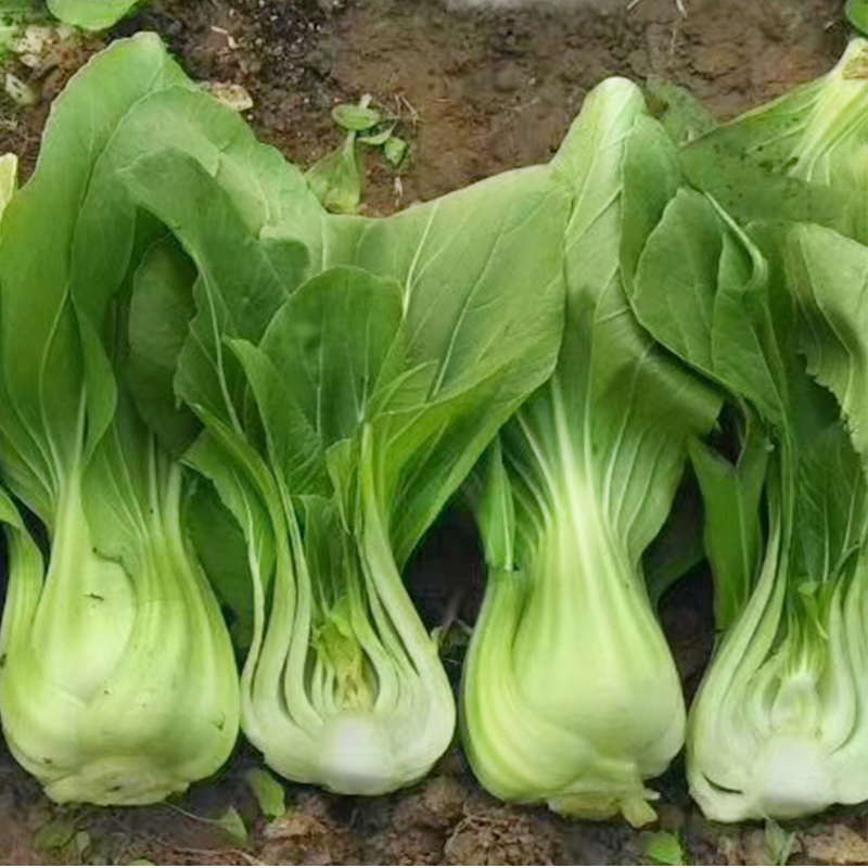 青菜种子青梗菜种子上海青种子鸡毛菜种子蔬菜种子