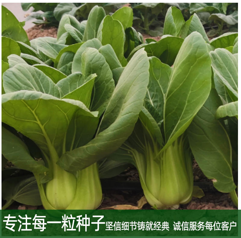 青梗菜种子耐低温耐抽臺生长速度快叶色翠绿光滑株型美观