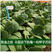 青梗菜种子耐低温耐抽臺生长速度快叶色翠绿光滑株型美观