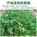 鸡毛菜种子耐热耐雨水长速快叶色绿叶数多青菜种子青梗菜种子