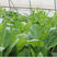 菜苔种子主苔翠绿纤维少叶片绿亮度好主苔粗侧苔分枝能力强