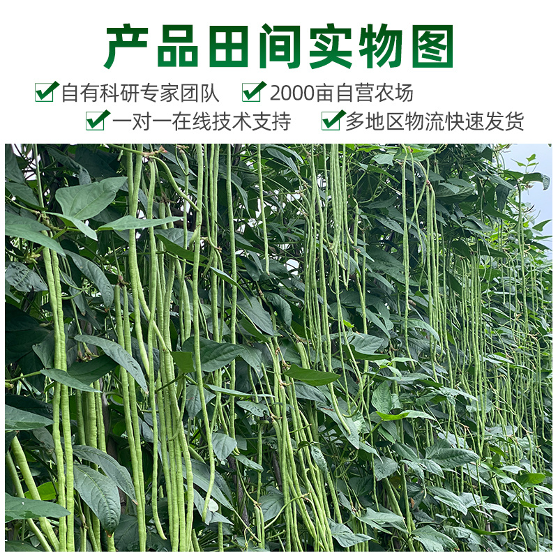 豇豆种子早熟荚条整齐前后期一致性好荚条嫩绿不鼓籽鼠尾少