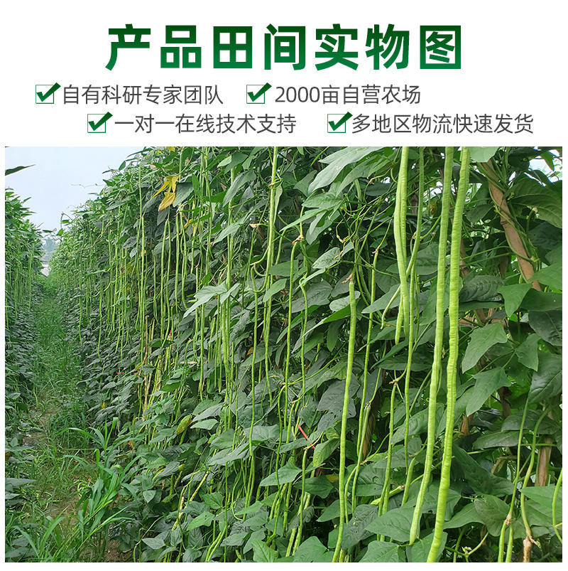 豇豆种子双荚率高不易早衰荚条翠绿不鼓籽纤维少不易老化