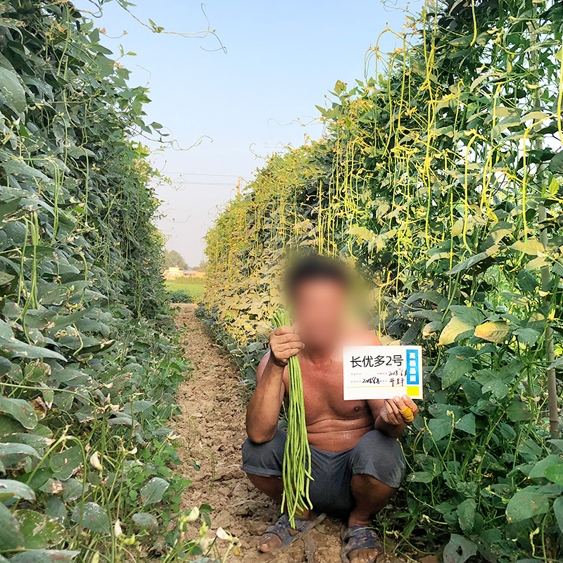 豇豆种子双荚率高不易早衰荚条翠绿不鼓籽纤维少不易老化