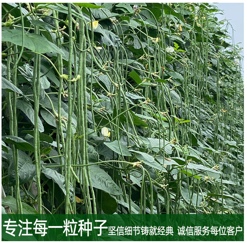 夏季耐热青条细长豇豆种子荚条深绿色泽均匀结荚量大一致性好