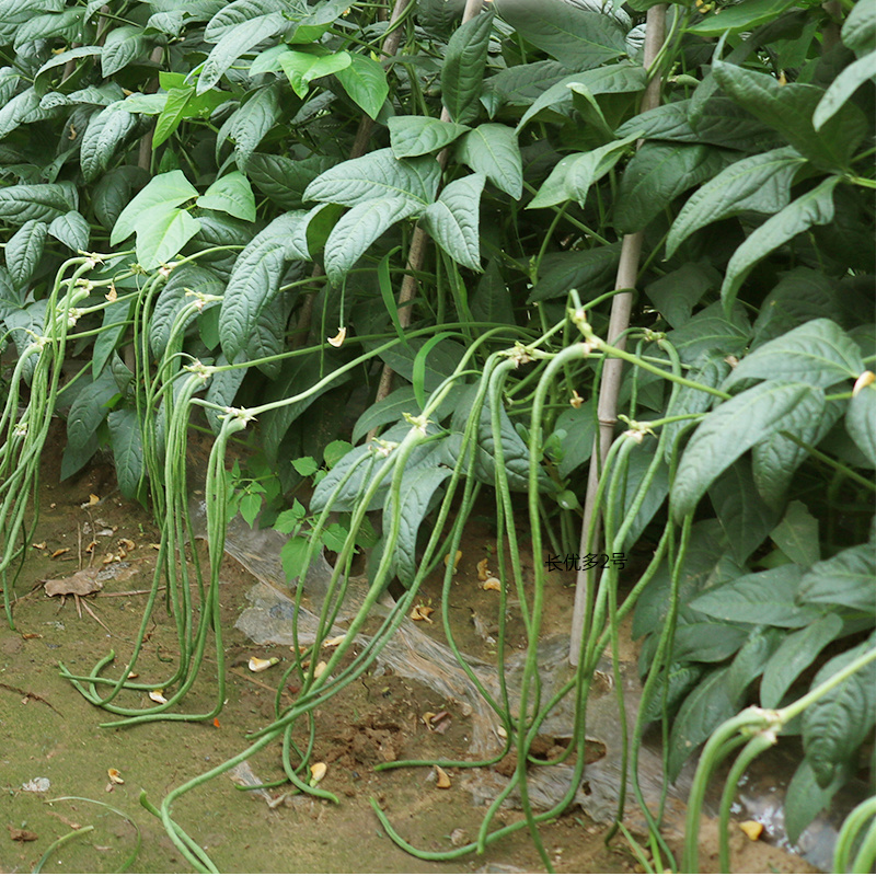 夏季耐热青条细长豇豆种子荚条深绿色泽均匀结荚量大一致性好