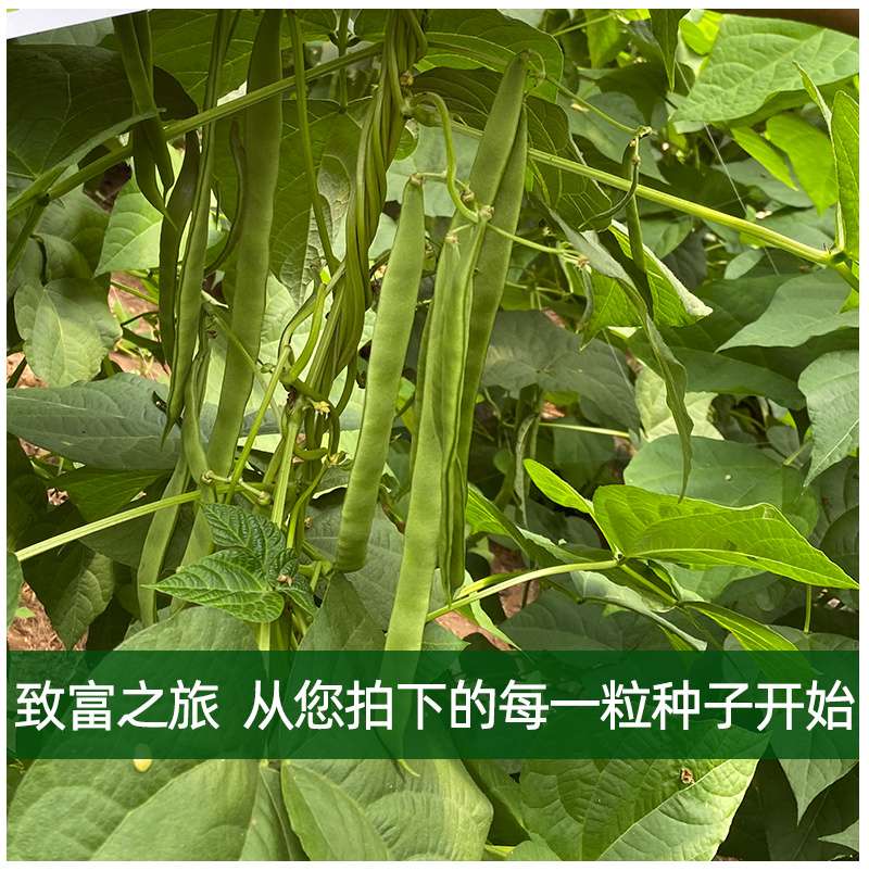 芸豆种子三扁产荚条整齐一致荚条翠绿质嫩光泽度好易结荚