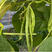 芸豆种子三扁产荚条整齐一致荚条翠绿质嫩光泽度好易结荚