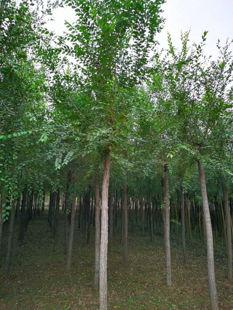 8公分榆树白榆平头榆树苗圃直发技术支持