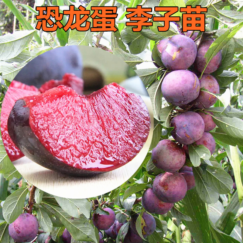 优质嫁接恐龙蛋李子苗包品种包成活强烈推荐种植
