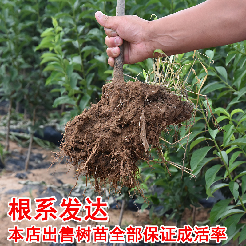 优质嫁接恐龙蛋李子苗包品种包成活强烈推荐种植