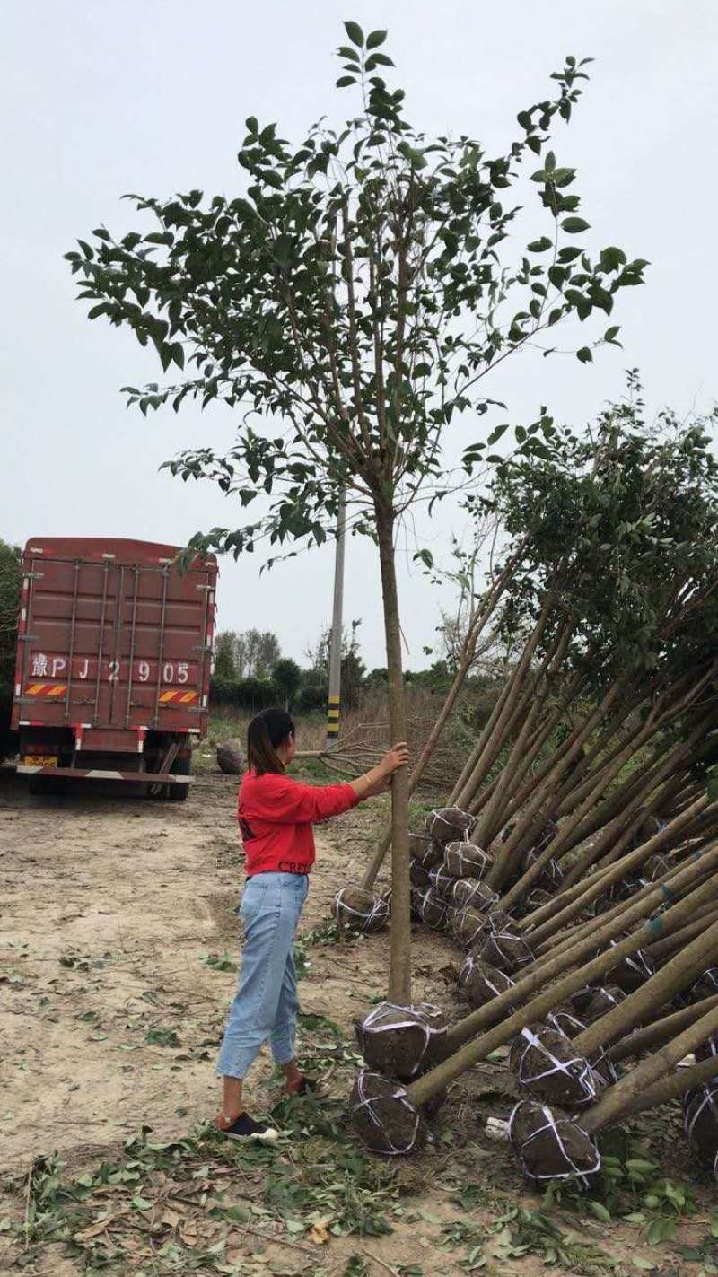 【精选】本苗圃常年大量供应各种规格大叶女贞，诚信经营