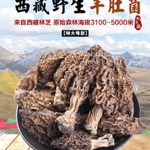 青藏高原原生态羊肚菌精选滋补美味食材菌全国包邮