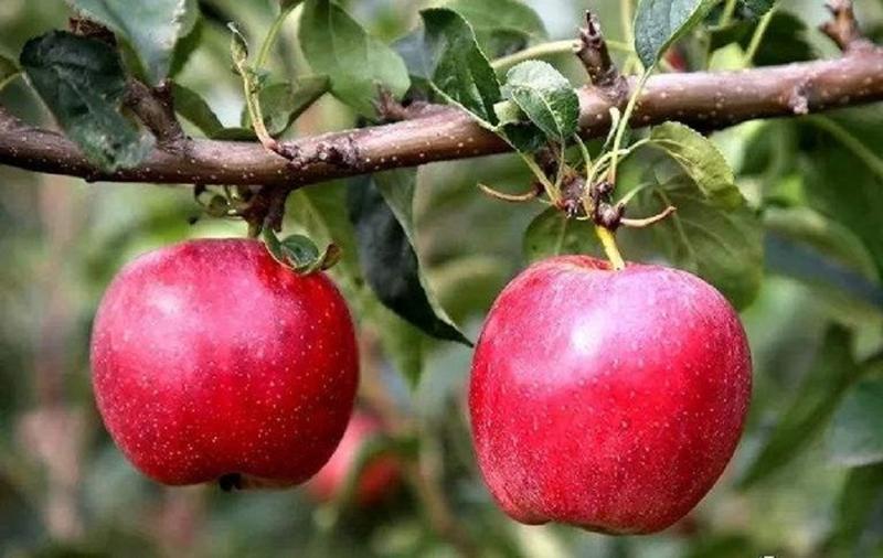 鲁红美丽苹果苗，早熟苹果新品种，蛇果苹果苗管理容易