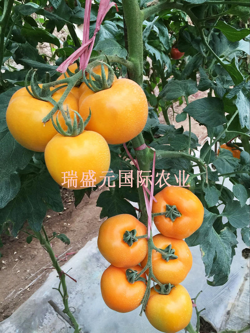 大黄番茄种子泰国金莲高产黄色大西红柿籽种出口俄罗斯抗病