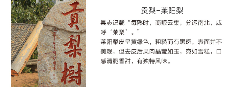 【一件代发】产地直发山东烟台莱阳特产正宗莱阳梨慈梨