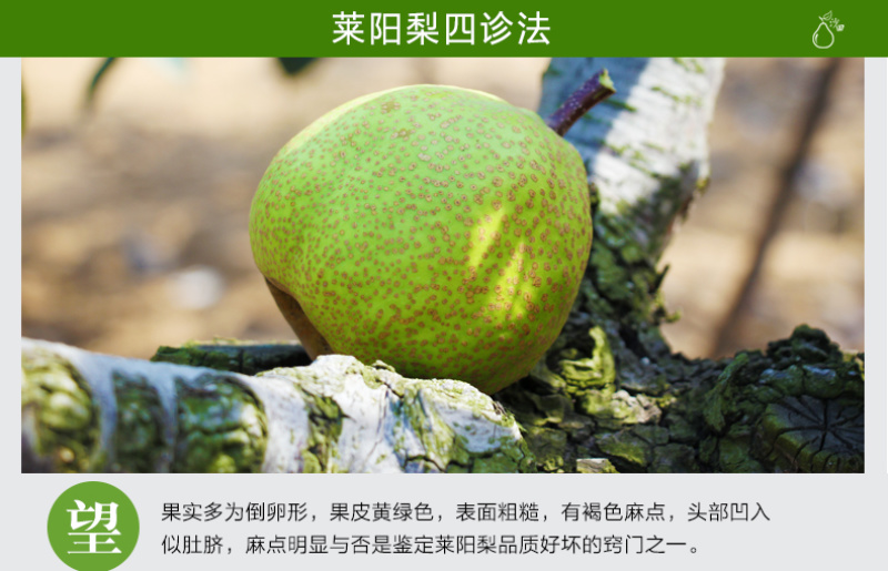 【一件代发】产地直发山东烟台莱阳特产正宗莱阳梨慈梨