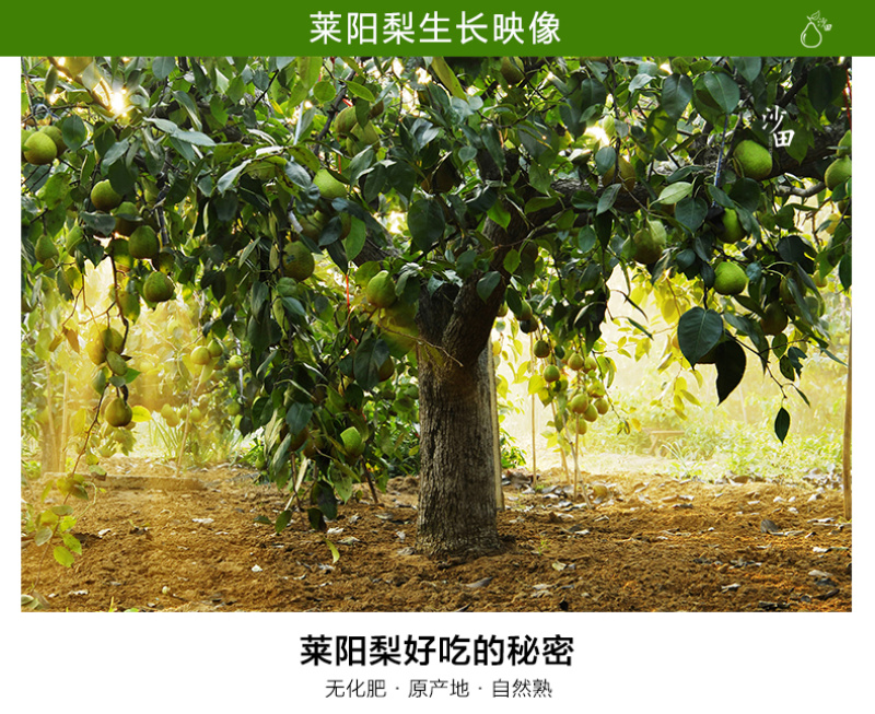 【一件代发】产地直发山东烟台莱阳特产正宗莱阳梨慈梨