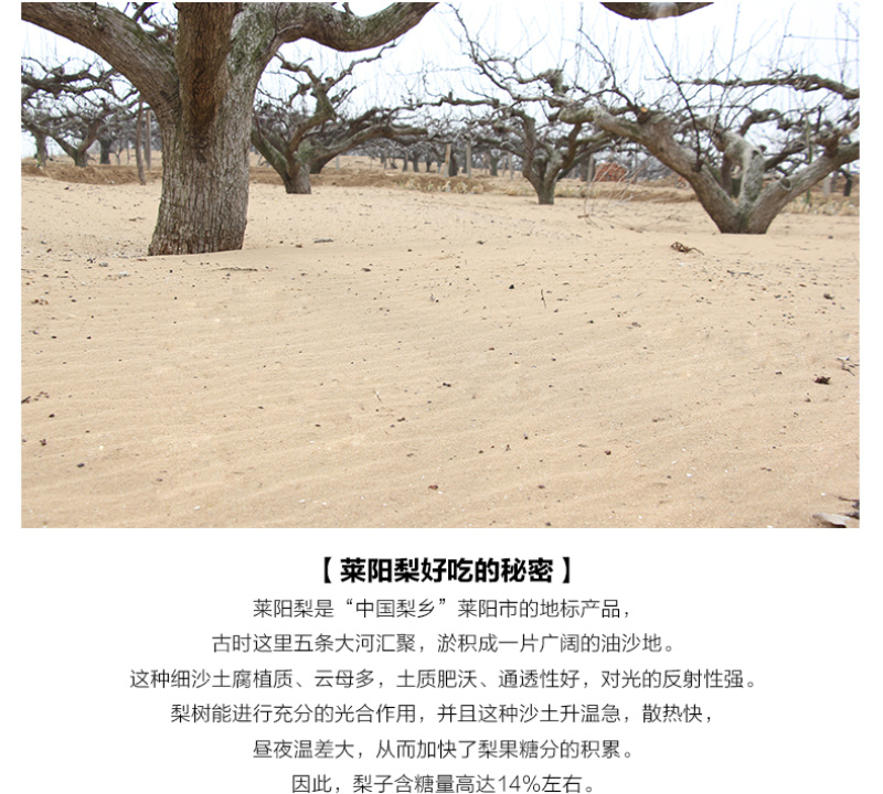 【一件代发】产地直发山东烟台莱阳特产正宗莱阳梨慈梨