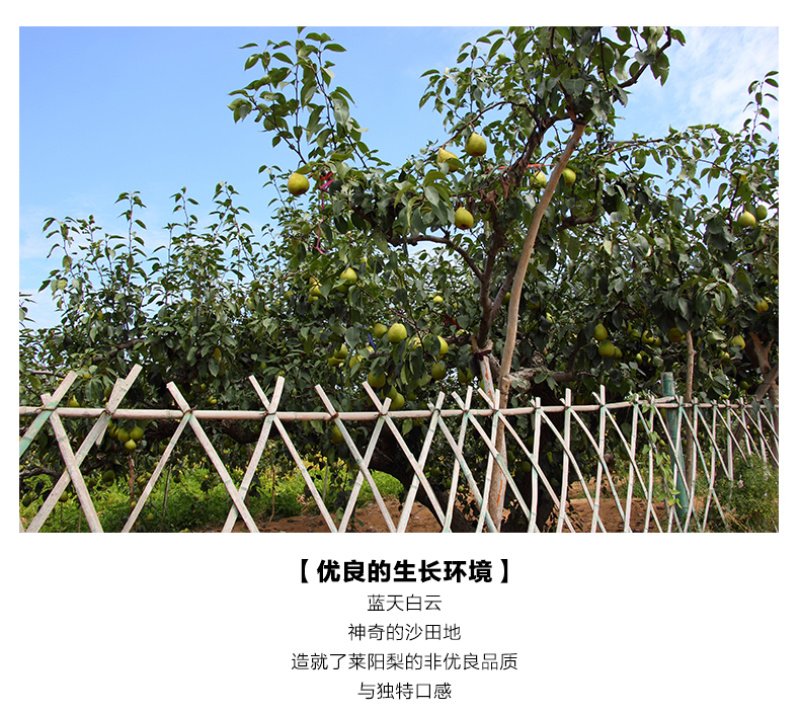 【一件代发】产地直发山东烟台莱阳特产正宗莱阳梨慈梨