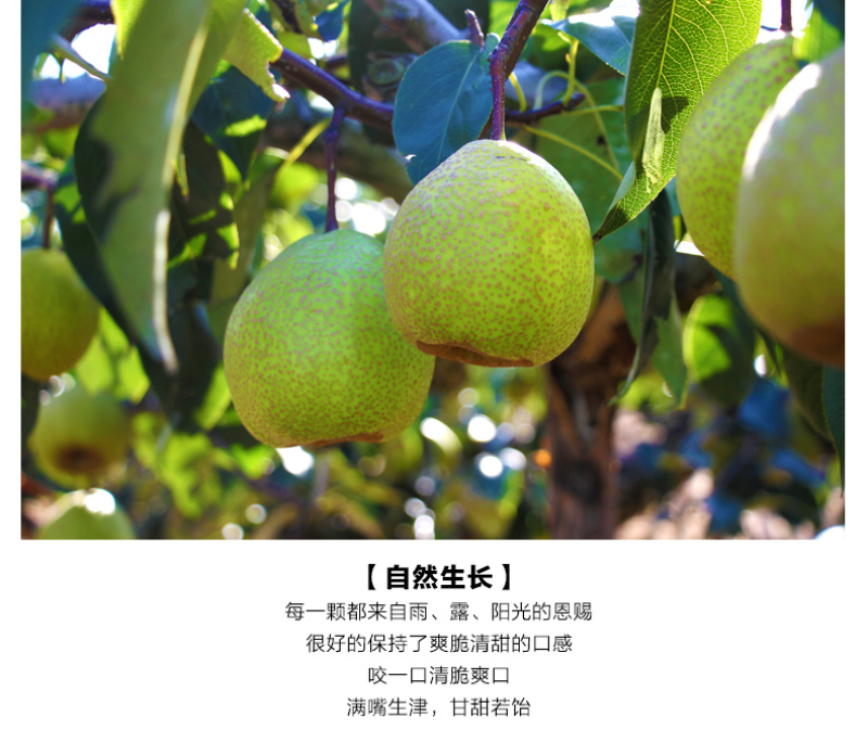 【一件代发】产地直发山东烟台莱阳特产正宗莱阳梨慈梨